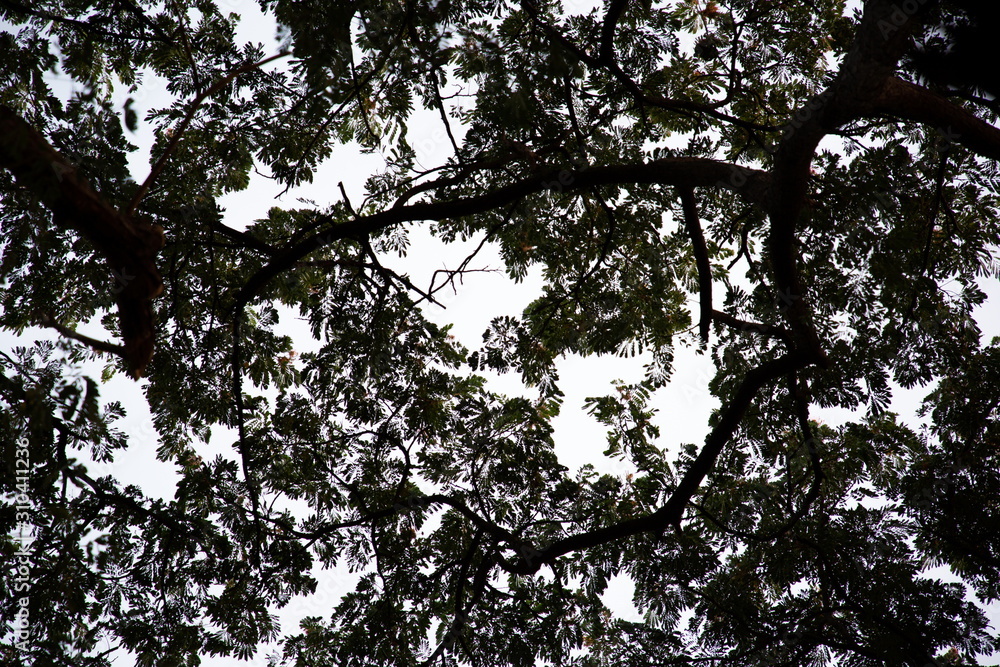 Fototapeta premium phenomenon crown shyness trees in forest .