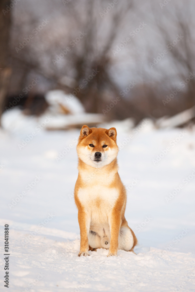 Beautiful shiba inu male dog sitting in the forest in winter. Japanese shiba inu dog in the snow Beautiful shiba inu male dog sitting in the forest in winter. Japanese shiba inu dog in the snow