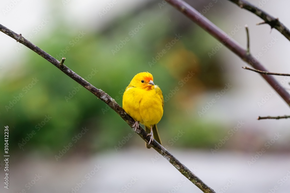 Beautiful Saffron finch perched on a leaveless branch against defocused green background, Serra da Mantiqueira, Atlantic Forest, Itatiaia, Brazil Beautiful Saffron finch perched on a leaveless branch against defocused green background, Serra da Mantiqueira, Atlantic Forest, Itatiaia, Brazil
