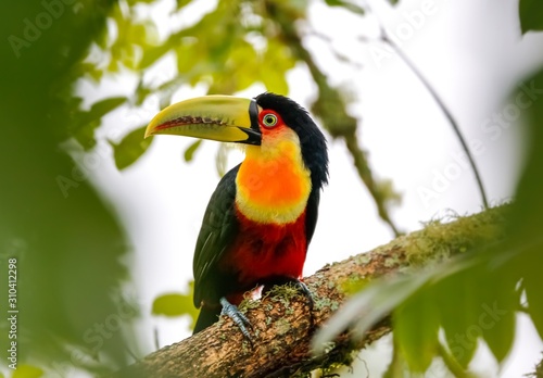 Close up of a beautiful Red-breasted toucan perched on a tree branch, framed with green defocused leaves, Serra da Mantiqueira, Atlantic Forest, Itatiaia, Brazil 