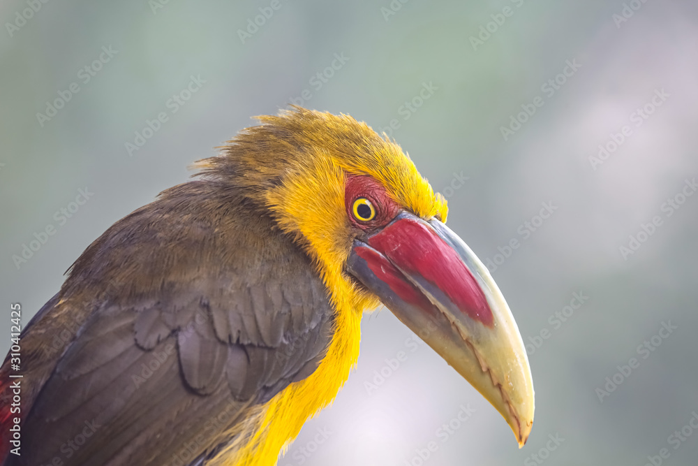 Fototapeta premium Portrait of a Saffron toucanet against defocused background, Serra da Mantiqueira, Atlantic Forest, Itatiaia, Brazil 