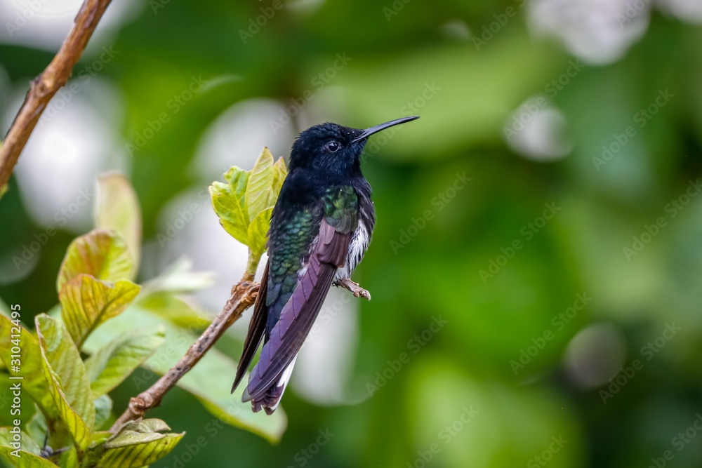 Obraz premium Close up of a Black Jacobin perched on a branch against green defocused background, Serra da Mantiqueira, Atlantic Forest, Itatiaia, Brazil 