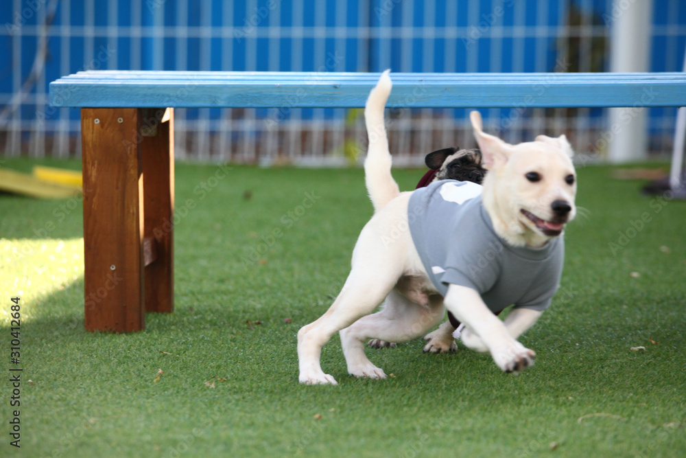 Happy puppies in a private playground	