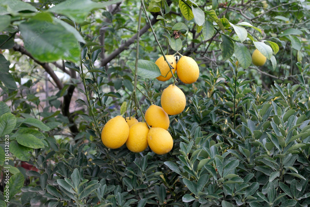 Rich crop of large lemons grown in greenhouse