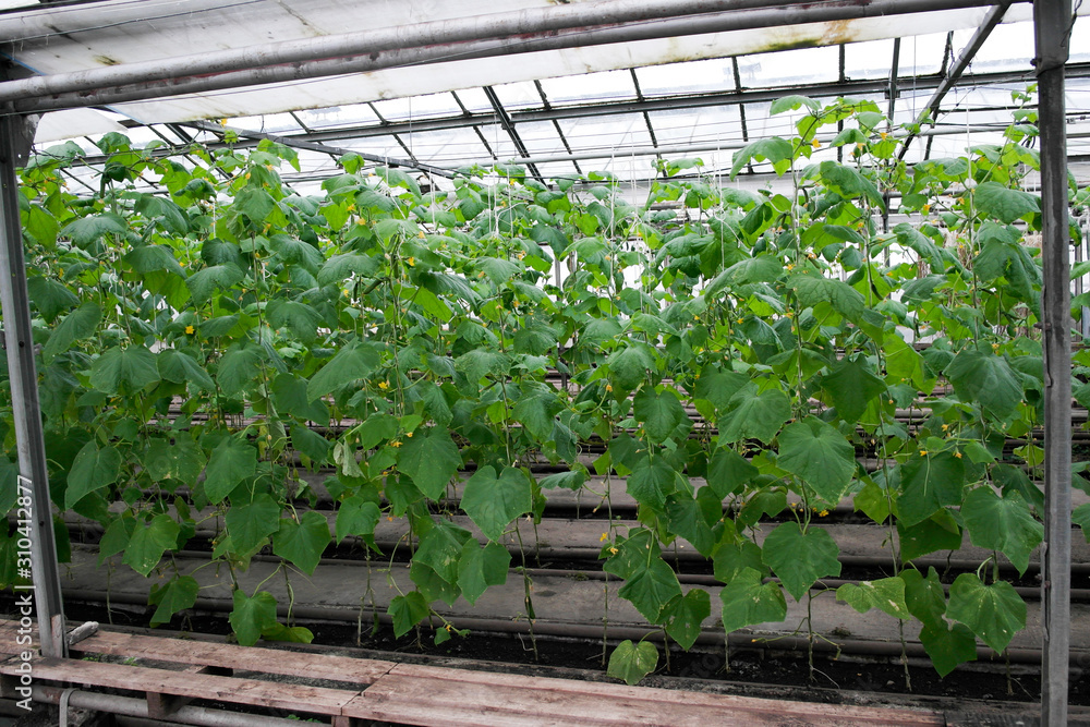 Cucumber weaves in winter in a glass greenhouse