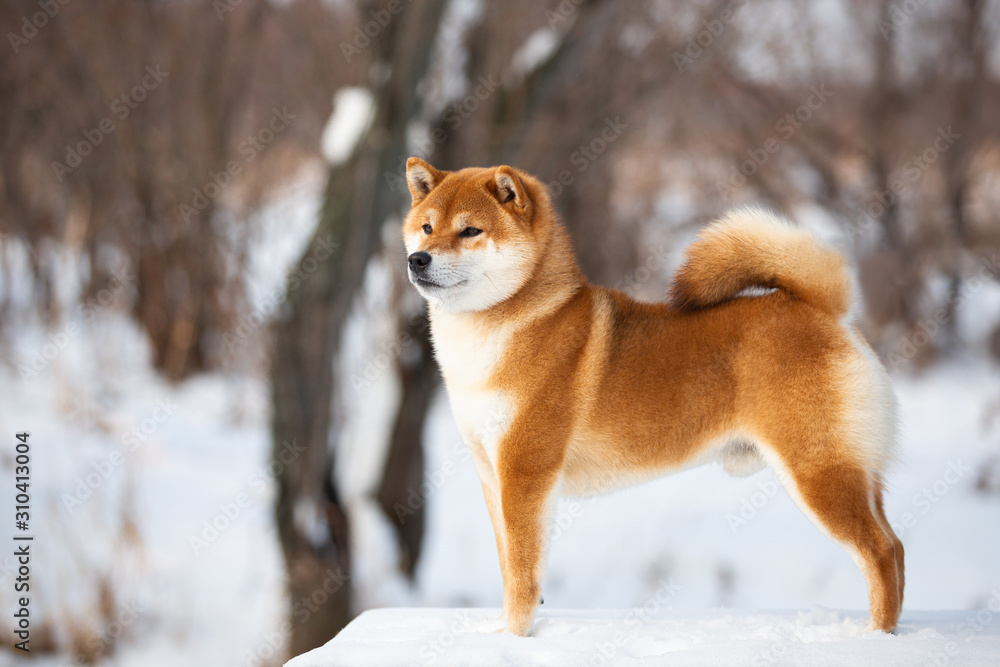 Beautiful shiba inu male dog standing in the forest in winter. Japanese shiba inu dog in the snow