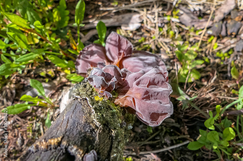 Close up of a brown tree fungus on a tree stump, Serra da Mantiqueira, Atlantic Forest, Itatiaia, Brazil 