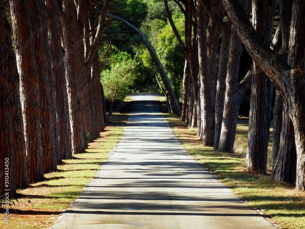 Obraz premium alameda