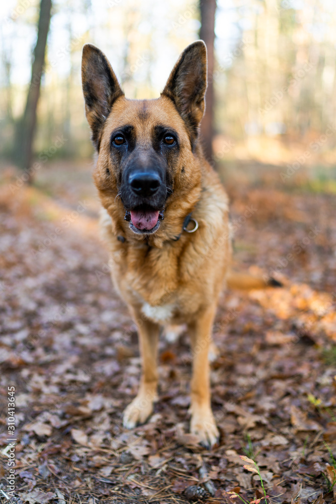 German Shepherd Dog in Forest on Walk
