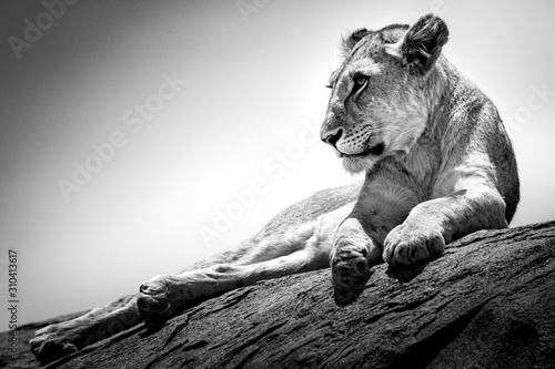 Closeup greyscale shot of a gorgeous female lion lying on the stone photo