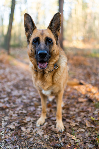 German Shepherd Dog in Forest on Walk