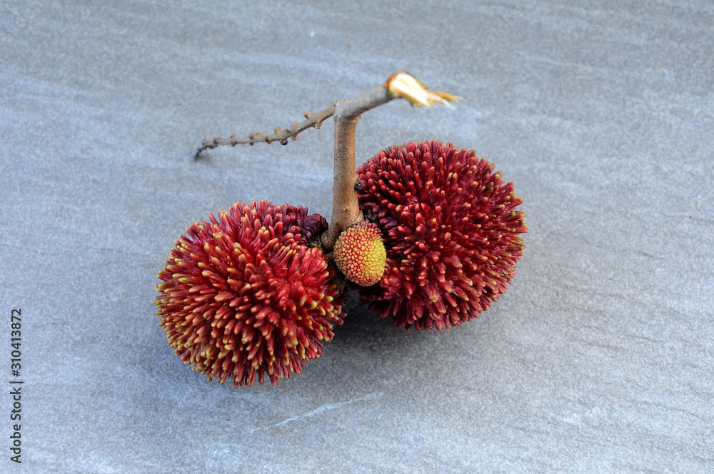 The pulasan or scientific name Nephelium mutabile Blume is often called wild rambutan by the locals. Grows in the tropics and have a sweet fruit.The pulasan or scientific name Nephelium mutabile Blume The pulasan or scientific name Nephelium mutabile Blume is often called wild rambutan by the locals. Grows in the tropics and have a sweet fruit.The pulasan or scientific name Nephelium mutabile Blume