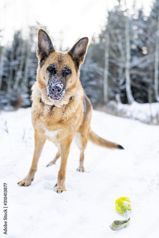 Active Dog Play with Ball in Snowy Forest at Winter Active Dog Play with Ball in Snowy Forest at Winter