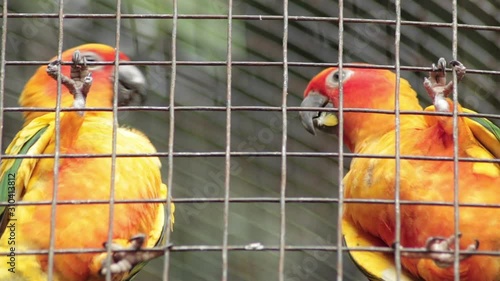 A pair of loving Sun Parakeets or Sun Conures playing with each other, highlighting habitat destruction and protection of animals threatened by illegal pet export and trades.