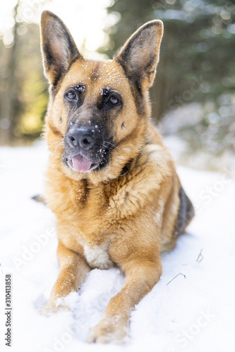 German Shepherd Dog Lay in Snow at Winter
