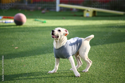 Happy puppies in a private playground 