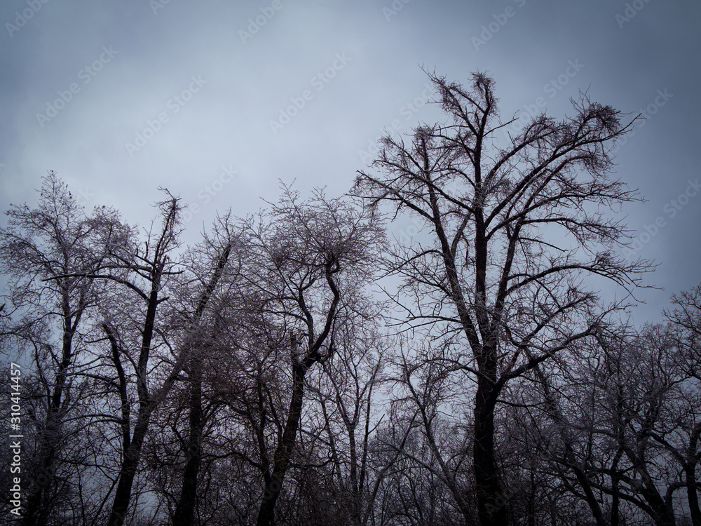 Bare trees in winter Bare trees in winter