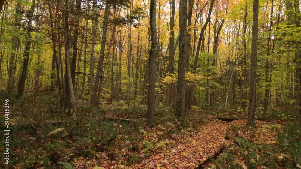 Aerial very slow moving shot inside a pretty natural busy woodlands in fall Aerial very slow moving shot inside a pretty natural busy woodlands in fall