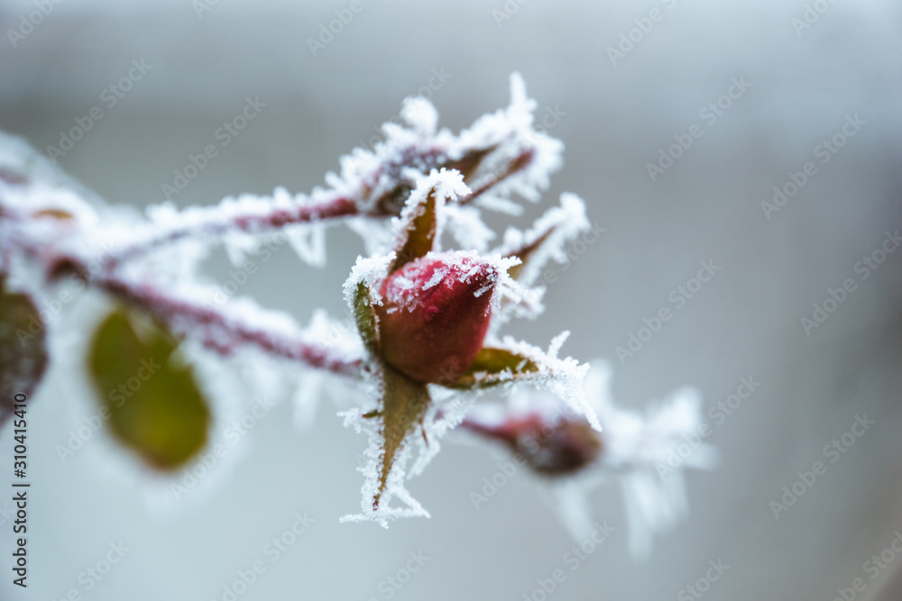 Fototapeta premium Geschlossen gefrorene Rose