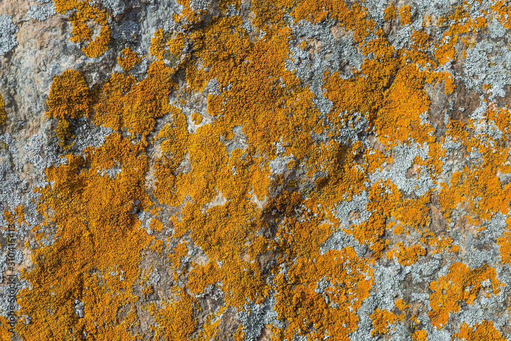 structured yellow moss on the grey stone. orange moss on a rough rocky surface structured yellow moss on the grey stone. orange moss on a rough rocky surface