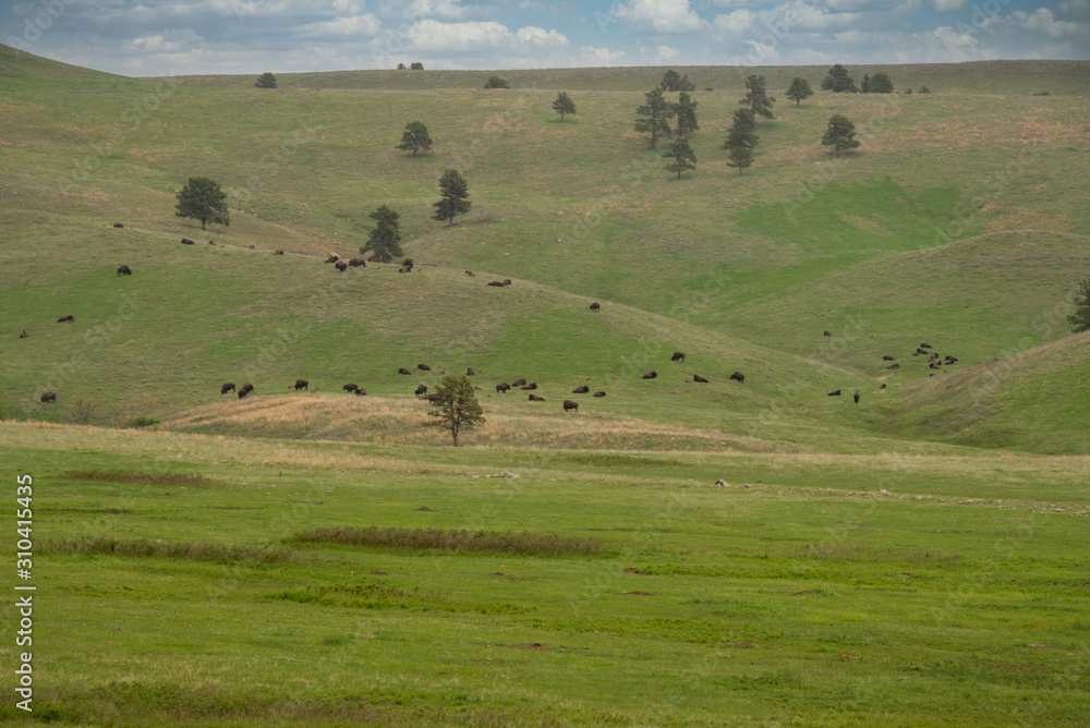herd of cattle grazing in field