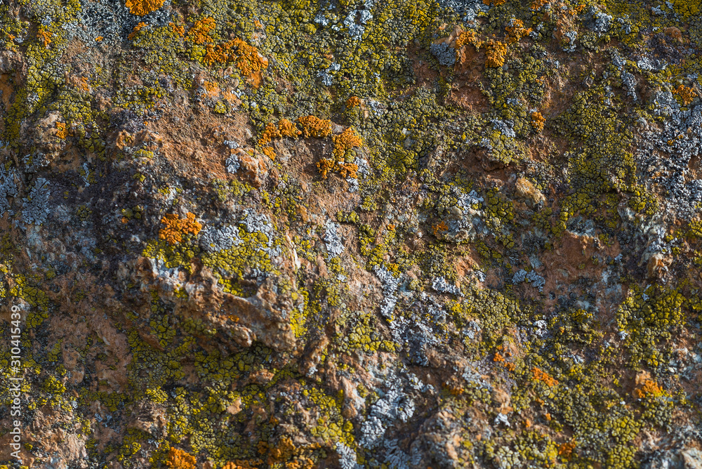 structured yellow moss on the grey stone. orange moss on a rough rocky surface