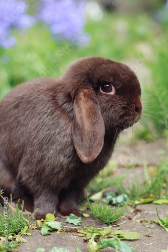 Mini lop rabbit portrait in garden