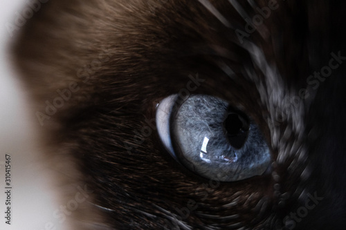cat's eye close up