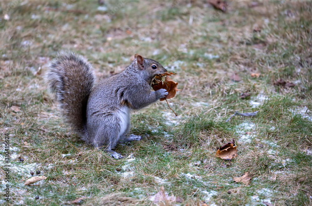Eastern gray squirrel collects the leaves and taking them to the nest Eastern gray squirrel collects the leaves and taking them to the nest