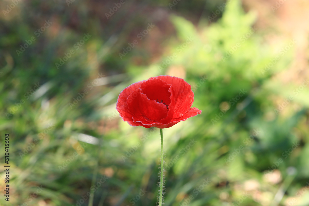 Obraz premium Close up beautiful red poppy flower on nature background in garden,Focus Single flower,Delicate beauty of poppy with soft sunlight