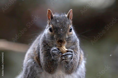Eastern gray squirrel on on the feeder, known as the grey squirrel is native animal  to eastern North America © karel