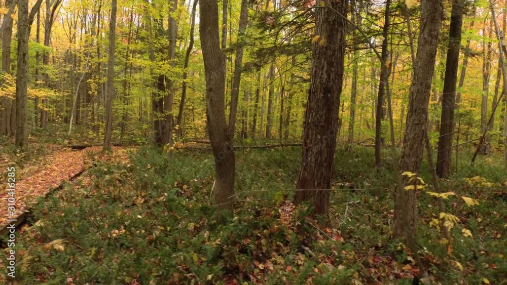 Drone moving sideway in fall forest over walking and trekking trail in Canada Drone moving sideway in fall forest over walking and trekking trail in Canada