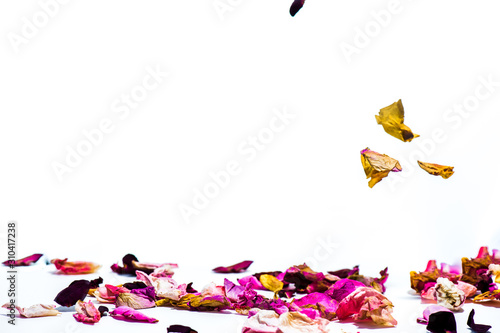 Falling colorful rose paddles with a white planin background  photo