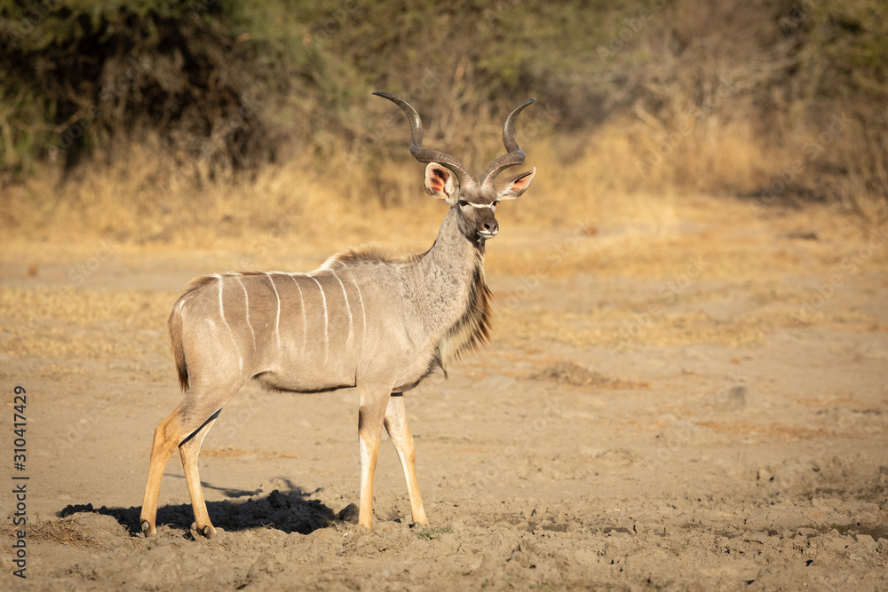 Greater Kudu Bull antelope, Kruger Park, South Africa Greater Kudu Bull antelope, Kruger Park, South Africa