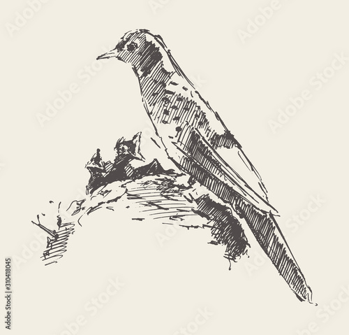 Bird in nest with chicks. Hand drawn vector sketch