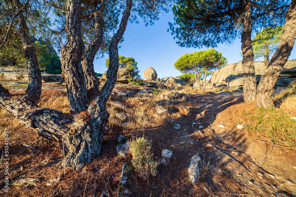 Fototapeta premium Coníferas y granito en Cadalso de los Vidrios. Madrid. España. Europa.