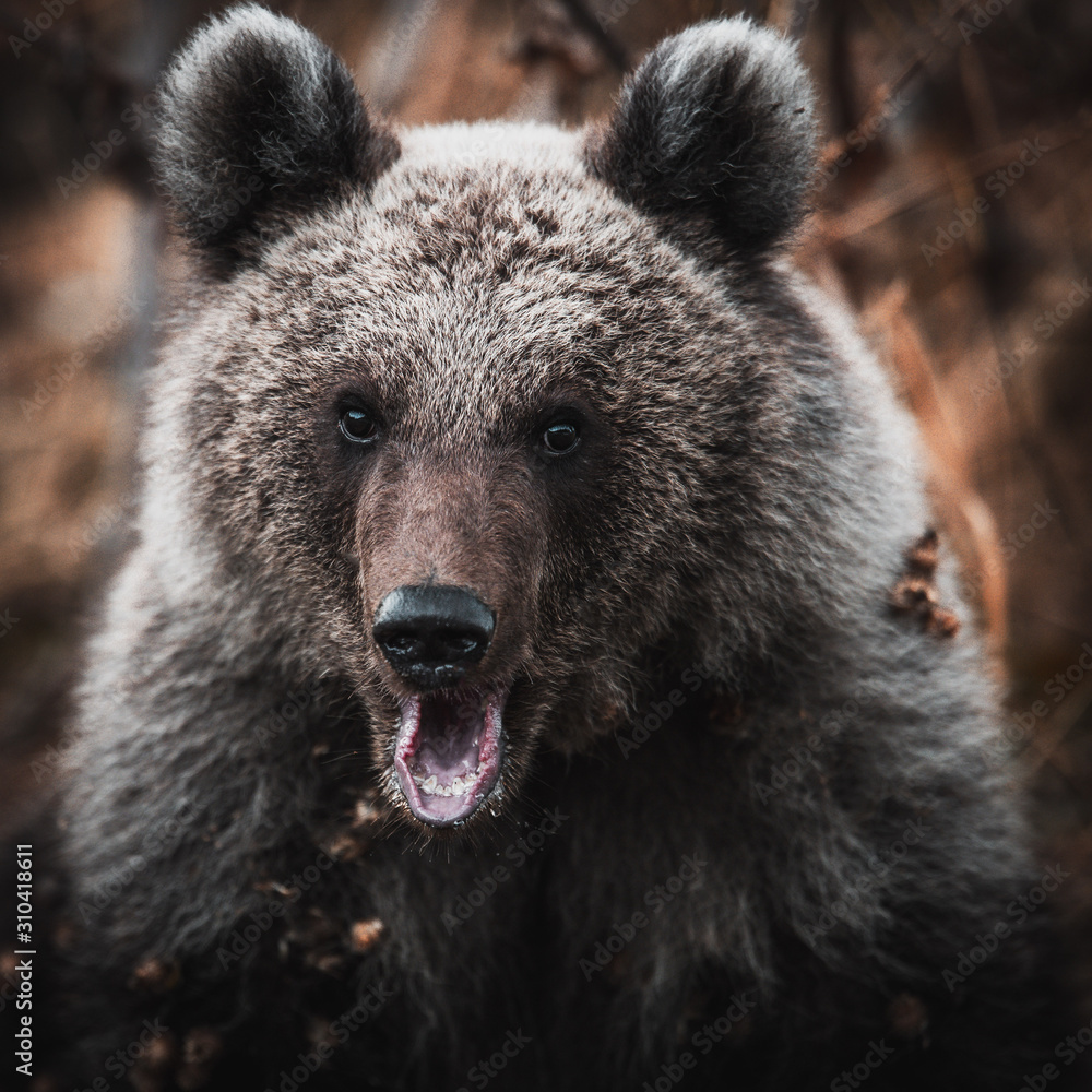 Close up of a dangerous brown bear in the wilderness forest in Transylvania,Romania,Europe.