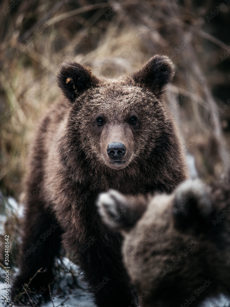 Beautiful young brown bear looking at the camera in the wild forest of Romania,Transylvania,Europe.