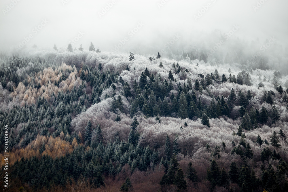 Foggy forest in the Carpathian mountains. Changing the seasons. Vintage,retro style.