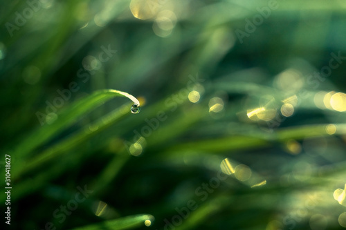 drop of dew on a background of grass