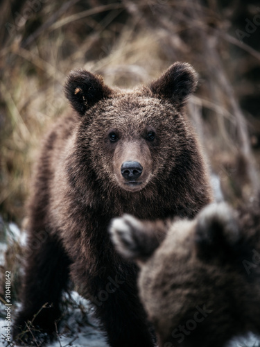 Wallpaper Mural Beautiful young brown bear looking at the camera in the wild forest of Romania,Transylvania,Europe. Torontodigital.ca