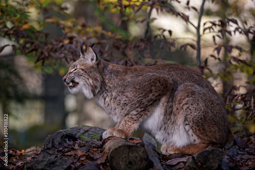 Lynx boréal © Patrick