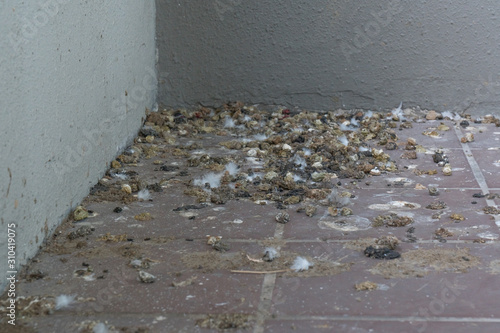 Problem of Pigeon dropping at balcony. photo