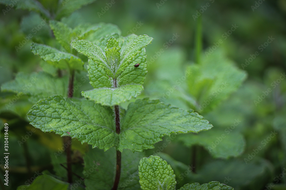 Fresh green mint in the garden