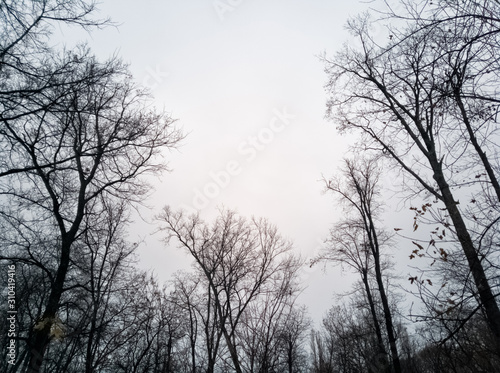 Leafless trees background - bare tree branches and the cloudy sky