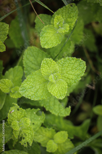 Fresh green mint in the garden