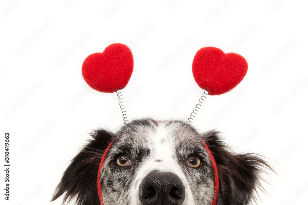 Fototapeta zbliżenie ukryj miłość psa w diademie w kształcie serca. koncepcja Walentynki. Pojedynczo na białym tle.