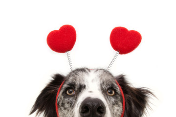 close-up hide dog love wearing a heart shape diadem. valentine's day concept. Isolated on white background.