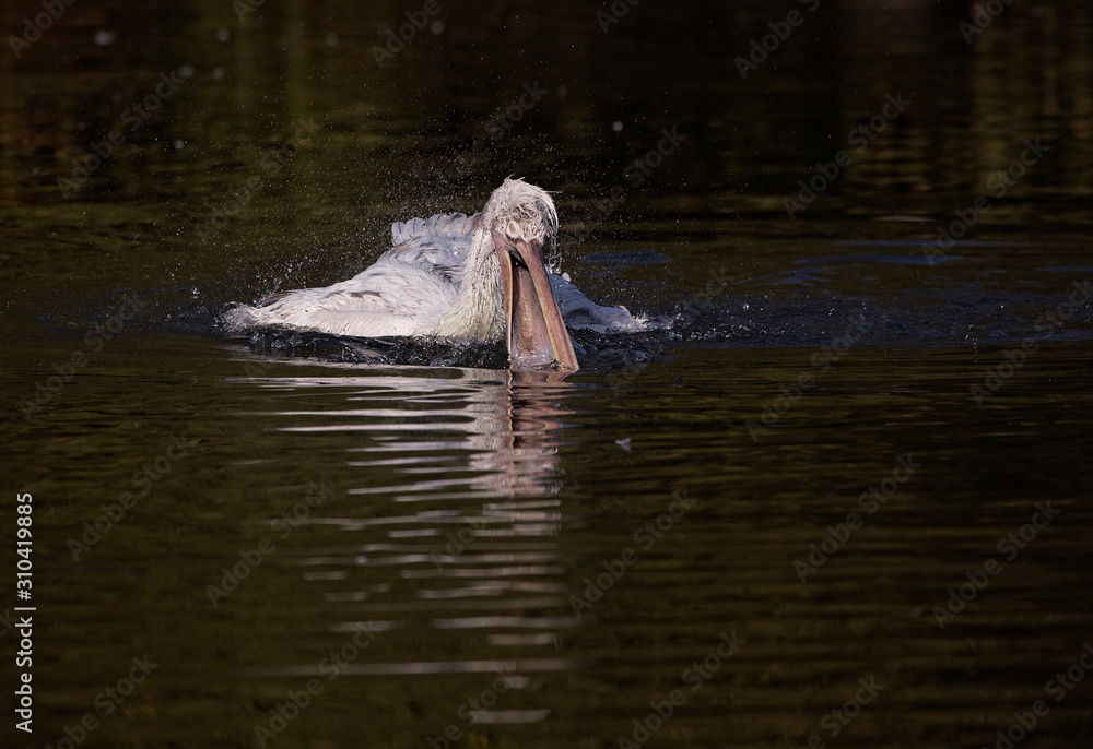 Fototapeta premium Pélican frisé