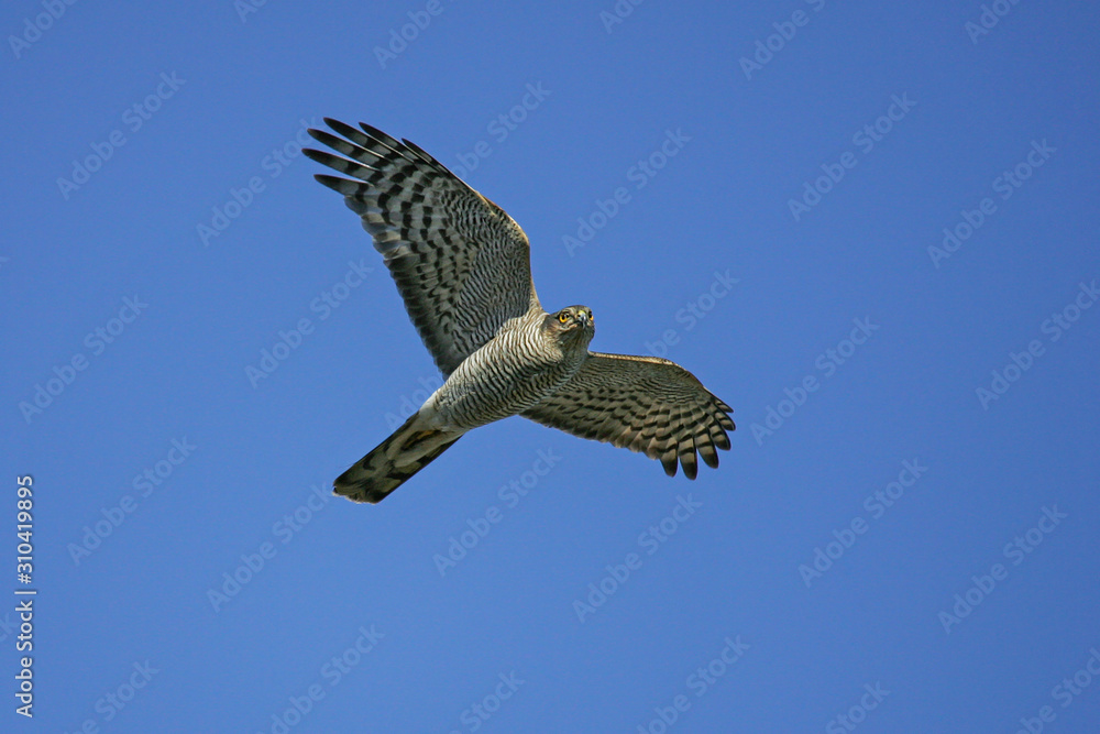 Fototapeta premium Eurasian Sparrowhawk (Accipiter nisus), female flying in blue sky, Rügen, Mecklenburg-Western Pomerania, Germany